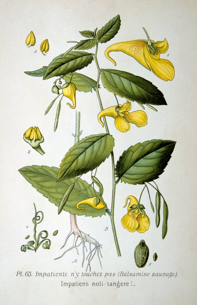 Bálsamo do tipo "toque-me-não", 1893 de Unbekannt