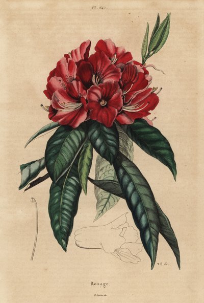 Rododendro de árvores, Rhododendro arbóreo de Unbekannt