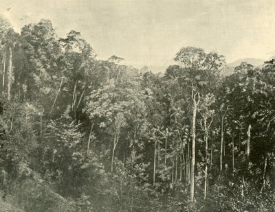 Tropical Scrubs, Blackall Range, Queensland, 1901. de Unbekannt