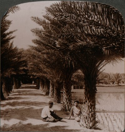 Beleza tropical de uma avenida de tamareiras, Moanalua perto de Honolulu, H. Is. c1900 de Unbekannt