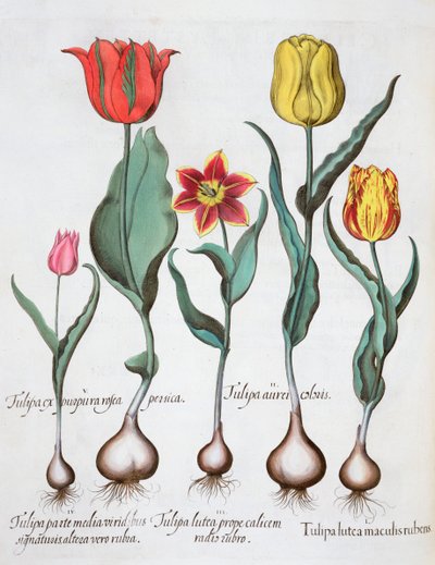 Tulipas, 1613 de Unbekannt