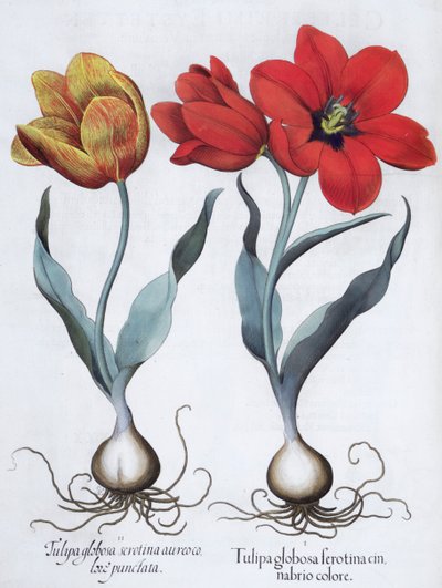Tulipas, 1613 de Unbekannt