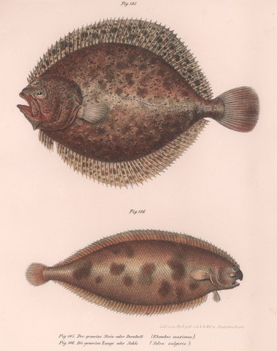Pregado, Rhombus maximus, Sola comum Solea vulgaris, c.1850s de Unbekannt