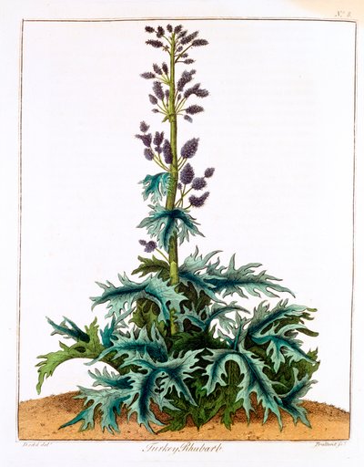 Ruibarbo da Turquia, 1798 de Unbekannt