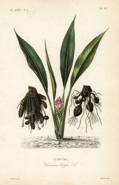 Cúrcuma longa, Curcuma turco ou ukon, Curcuma longa, Curcuma de Unbekannt