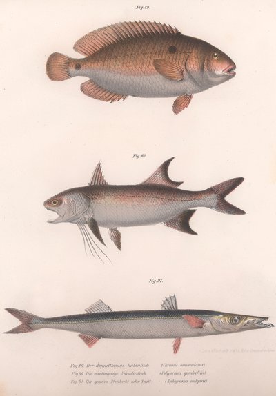 Bimaculus de dois pontos, redfin africano, barracuda comum, c.1850s de Unbekannt