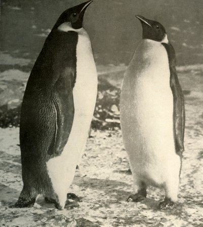Dois pinguins-imperador, c1908, 1909. de Unbekannt