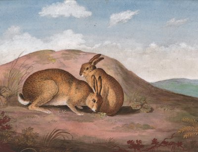 Duas lebres: em uma encosta, ca. 1805. de Unbekannt