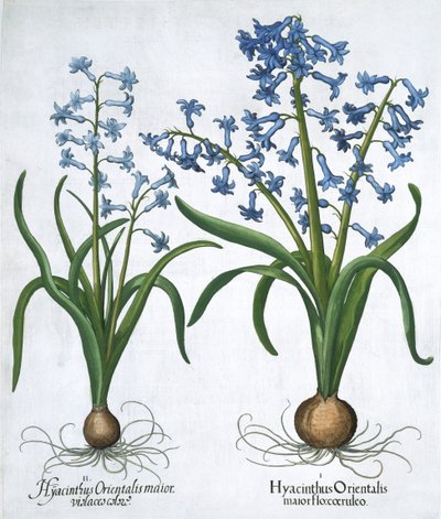 Dois jacintos azuis, 1613 de Unbekannt