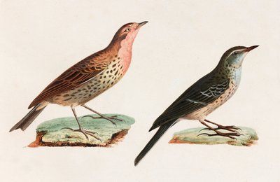 Duas ilustrações a cores de uma ave de Unbekannt