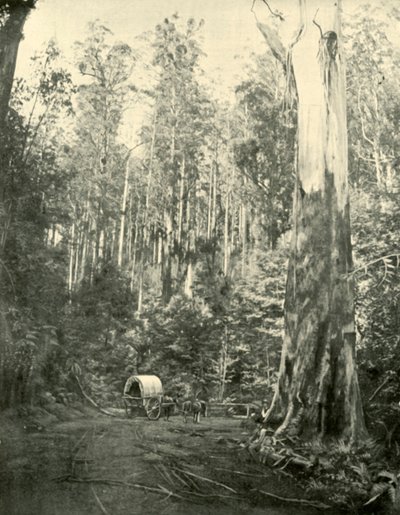Tio Sam, 1901. de Unbekannt