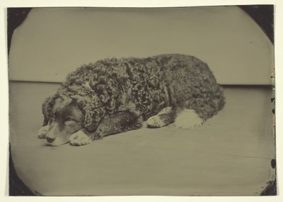 Cão sem título, 185099. de Unbekannt