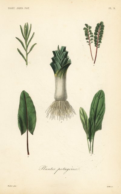 Legumes, Plantes potageres de Unbekannt