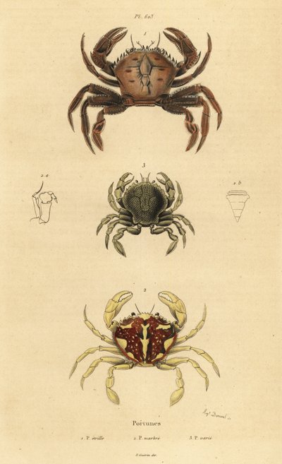 Caranguejo veludo, Necora puber 1, caranguejo marmoreado, Liocarcinus marmoreus 2, e Pennant