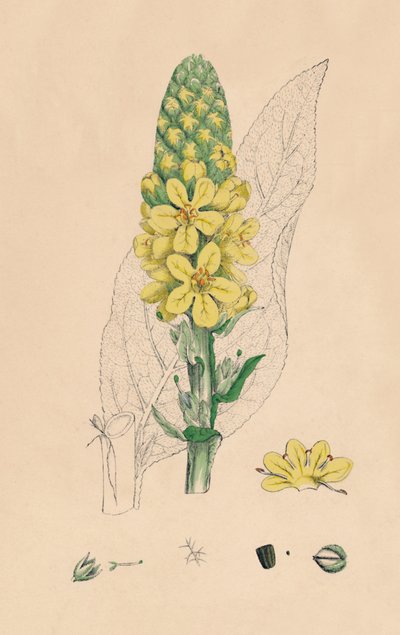 Verbascum Thapsus. Verbasco, século XIX de Unbekannt
