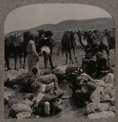 Molhar camelos em Jacobs Well, c1900 de Unbekannt