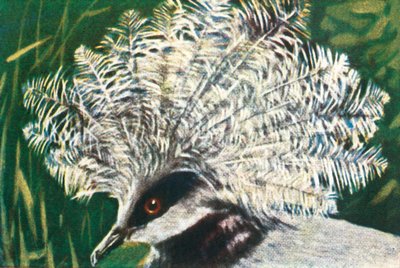 Pombo coroado ocidental, c1928. de Unbekannt