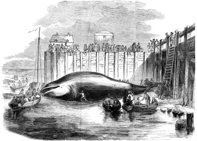 Baleia capturada no Tamisa, Grays, Essex, século XIX de Unbekannt