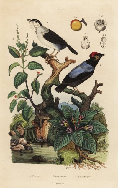 Manakin de aspereza branca, Corapipo altera, Manakin de dorso azul, Chiroxiphia pareola, Manchineel tree, Hippomane mancinella e Mandrake, Mandragora officinarum de Unbekannt