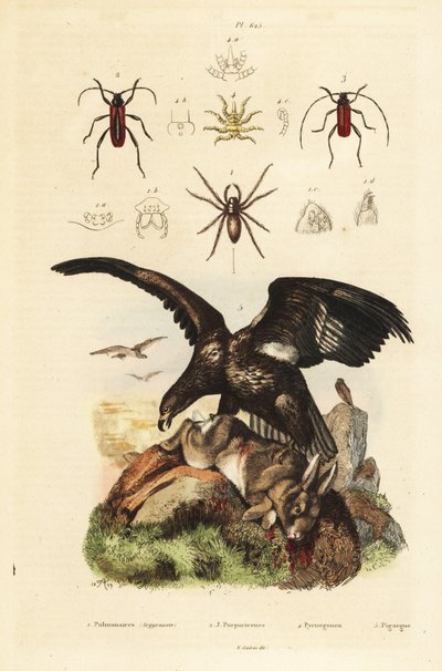 Águia branca, Haliaeetus albicilla 5, e presa, aranha-de-água, Argyroneta aquatica 1, escaravelhos Purpuricenus 2 de Unbekannt
