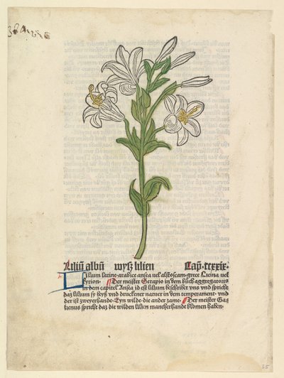 Lírio Branco, ilustração de Gart der Gesundheit Sch.4332, 28 de março de 1485. de Unbekannt