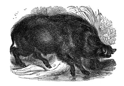 Javali, 1848 de Unbekannt