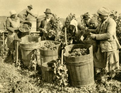 Colheita de vinho perto de Baden bei Wien, Baixa Áustria, c1935. de Unbekannt