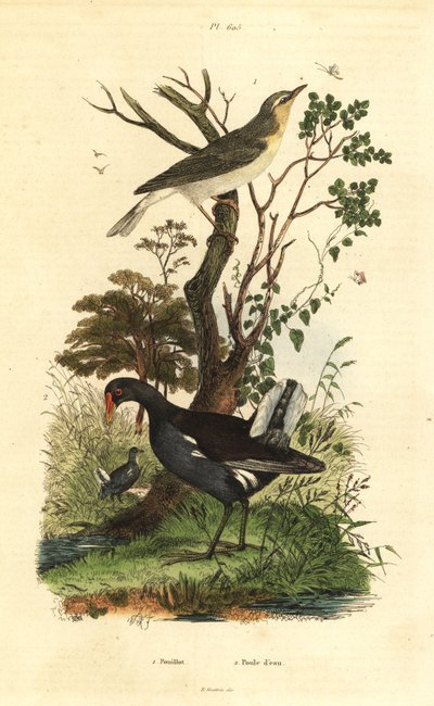 Toutinegra, Phylloscopus sibilatrix, e moorhen, Gallinula chloropus Pouillot et poule d