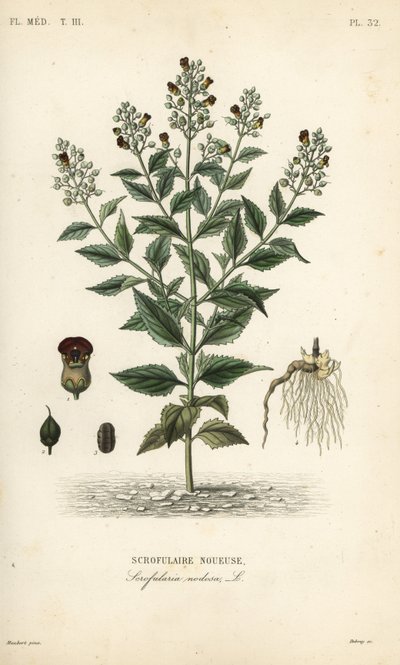 Scrophularia nodosa, Scrofulaire noueuse, Scrofulaire noueuse, Scrophularia nodosa de Unbekannt