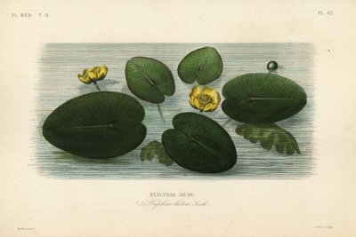 Nenuphar lutea, Nenuphar lutea, Nenuphar lutea, Nenuphar jaune de Unbekannt