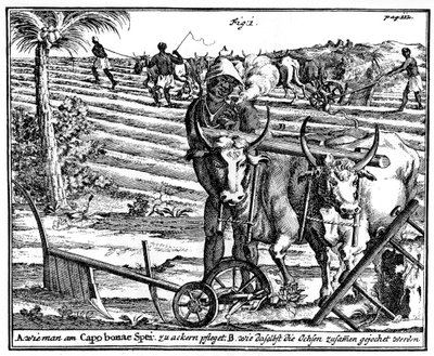 Bois de junção e campos de lavra, África do Sul, século 1831 de Unbekannt