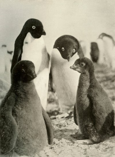 Young Adelie and Parents, c1908, 1909. de Unbekannt