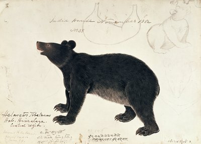 Desenho de um urso preto asiático, Ursus Tibetanus, da região central do Himalaia de Unbekannt Unbekannt