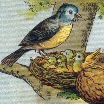 Uma ave alimenta seus filhotes em um ninho. Gravura em "Alfabeto de ma petite fille". Bernardin-Bechet e Fils, livreiros-editores, Paris, por volta de 1895. Álbum inquebrável em lona. Bibliotheque des babes. 12 páginas. Álbum contendo um método de leitura  de Unbekannt