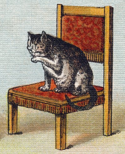 Um gato numa cadeira. Gravura em "Alfabeto de ma petite fille". Bernardin-Bechet e Fils, livreiros-editores, Paris, por volta de 1895. Álbum inquebrável em tela. Bibliotheque des Bebes. 12 páginas. Álbum contendo um método de leitura e um abeceda ilustrati de Unbekannt