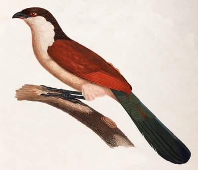Uma ilustração a cores de uma ave castanha com a cauda verde de Unbekannt