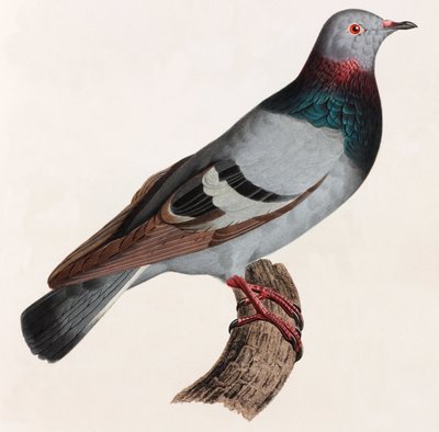 Uma ilustração a cores de um pombo de Unbekannt