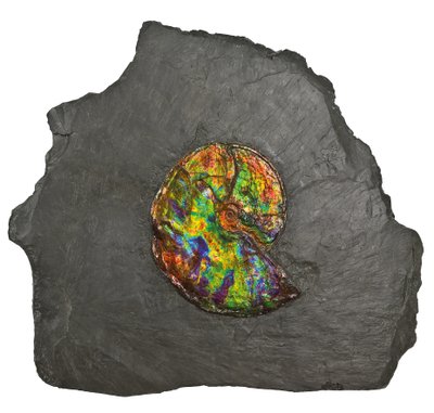 Uma grande amonita iridescente, do Canadá (fóssil) de Unbekannt