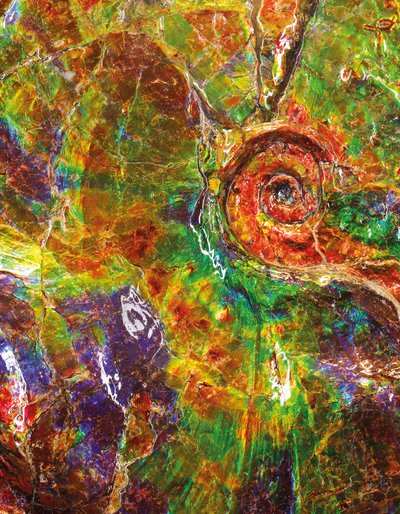 Uma grande amonita iridescente, do Canadá (fóssil) de Unbekannt