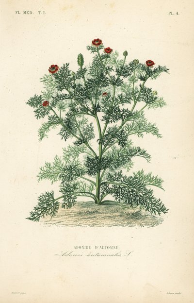 Adonis flor ou olho de faisão, Adonis annua, Adonis autumnalis, Adonide d