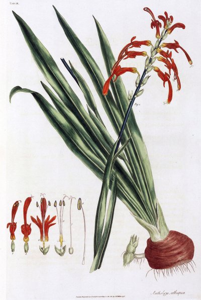 Nenúfar africano (Mais a lys d