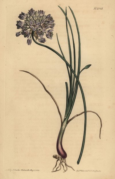 Allium stellerianum (alho com folhas de Jonquil de Unbekannt