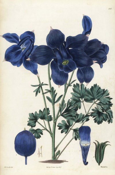 Columbina alpina, Aquilegia alpina. Gravura em chapa de cobre colorida à mão por Weddell a partir de uma ilustração botânica de Edward Dalton Smith do The British Flower Garden de Robert Sweet, Ridgeway, Londres de Unbekannter Künstler