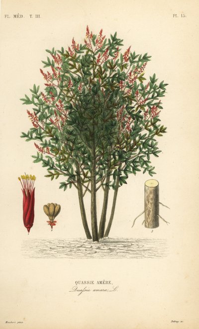 Amargo, bitter-ash, bitter-wood ou hombre grande, Quassia amara, Quassie amere de Unbekannt
