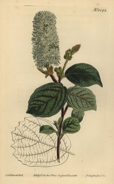 American wych hazel, Fothergilla gardenii (Fothergilla alnifolia major, Fothergilla alnifolia major) de Unbekannt