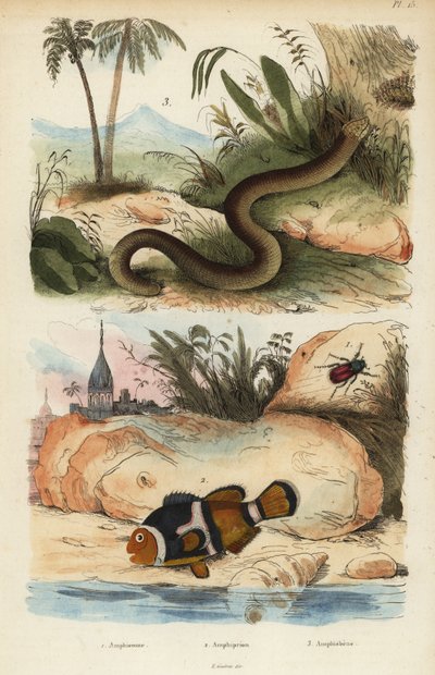 Amphicoma scullelata 1, peixe-palhaço da sela, Amphiprion polymnus 2 e lagarto branco, Amphisbaena alba 3. Amphicoma laticlavius Amphicome, Amphiprion, Amphisbene de Unbekannt