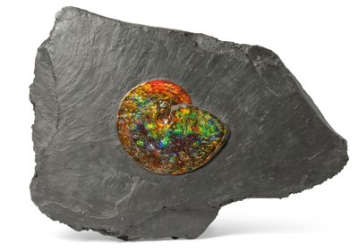 Uma amonita iridescente, do Canadá (fóssil) de Unbekannt