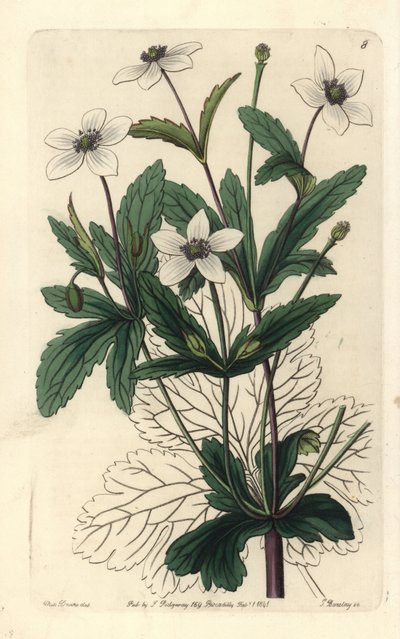 Anemone des rives - Anémona dos riachos, Anemone rivularis. Gravura em chapa de cobre colorida à mão por George Barclay a partir de uma ilustração de Miss Sarah Drake do Edwards
