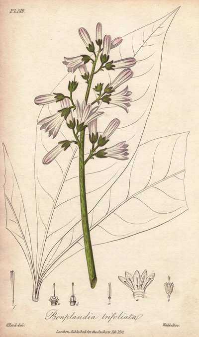 Árvore de Angostura, Angostura trifoliata de Unbekannter Künstler