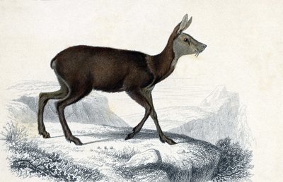 Quadro animal: Chevrotain (Moschus Pygnueus). Mammiferes quadrupedes ruminants - in "Dictionnaire universel d